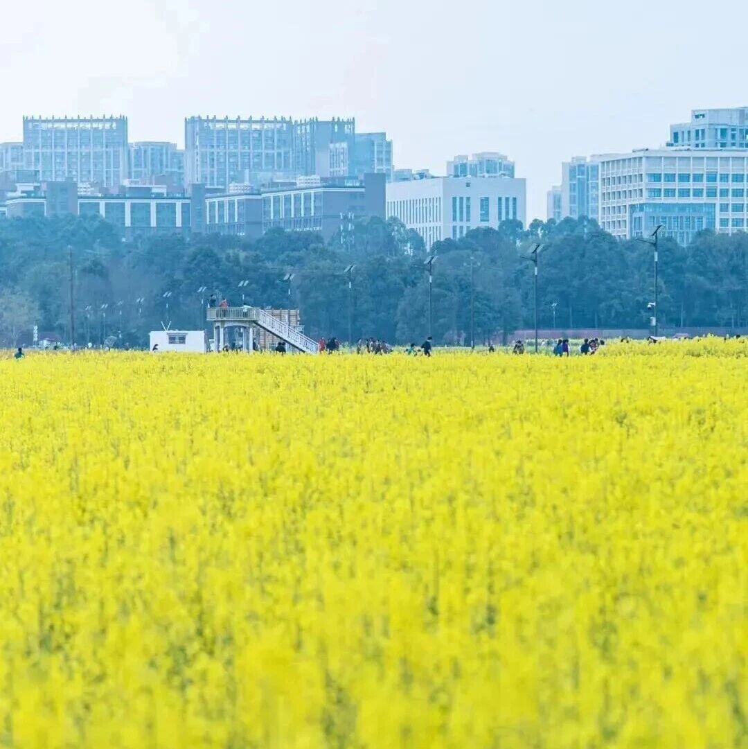 四川幸福文旅：甜蜜经济助力乡村全面振兴！